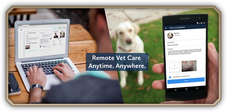 Telemedicine from North Paws Veterinary Clinic